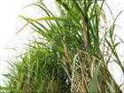 Культивирование сахарного тростника получит ограничение в Бразилии