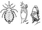 Самый маленький геном среди насекомых – у платяной вши